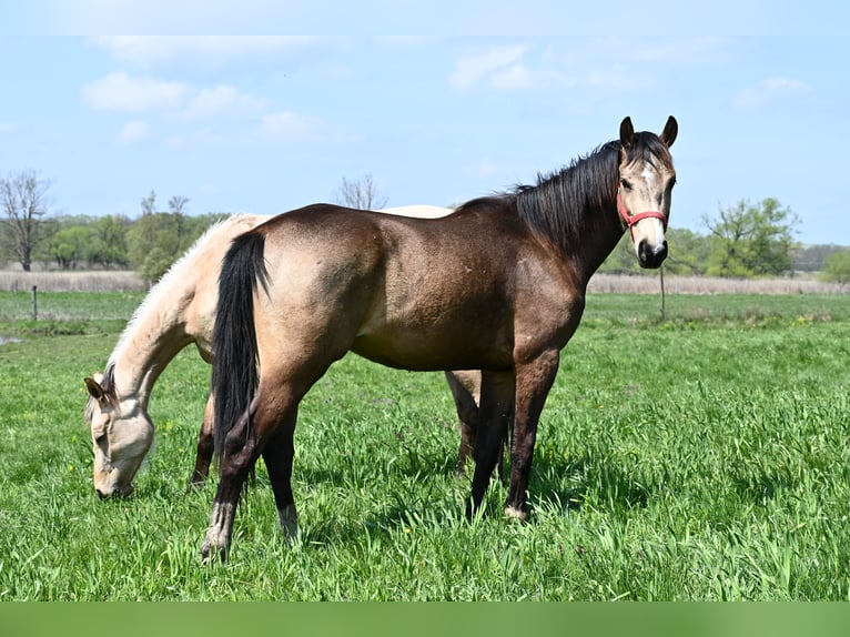 Ungarisches Sportpferd Wallach 3 Jahre 162 cm Buckskin in Marcali