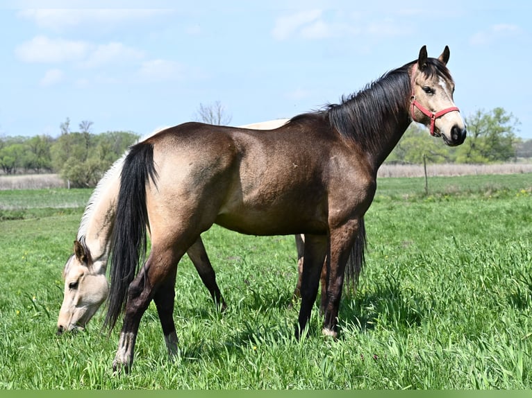 Ungarisches Sportpferd Wallach 3 Jahre 162 cm Buckskin in Marcali