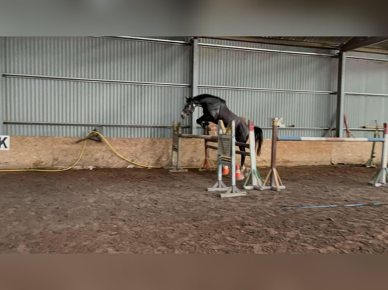 Ungarisches Sportpferd Wallach 3 Jahre 165 cm Schimmel in Szolnok
