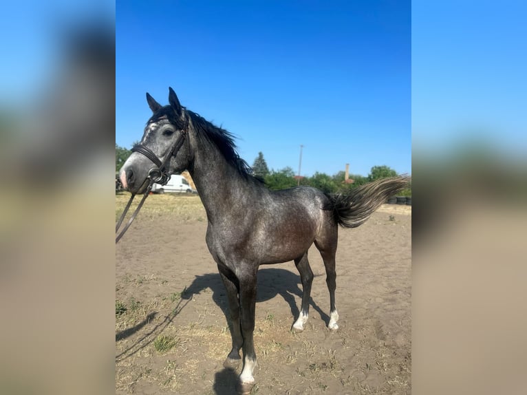 Ungarisches Sportpferd Wallach 3 Jahre 165 cm Schimmel in Szolnok