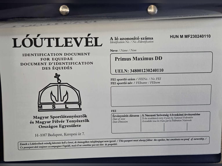 Ungarisches Sportpferd Wallach 3 Jahre 170 cm Rappe in Ajka