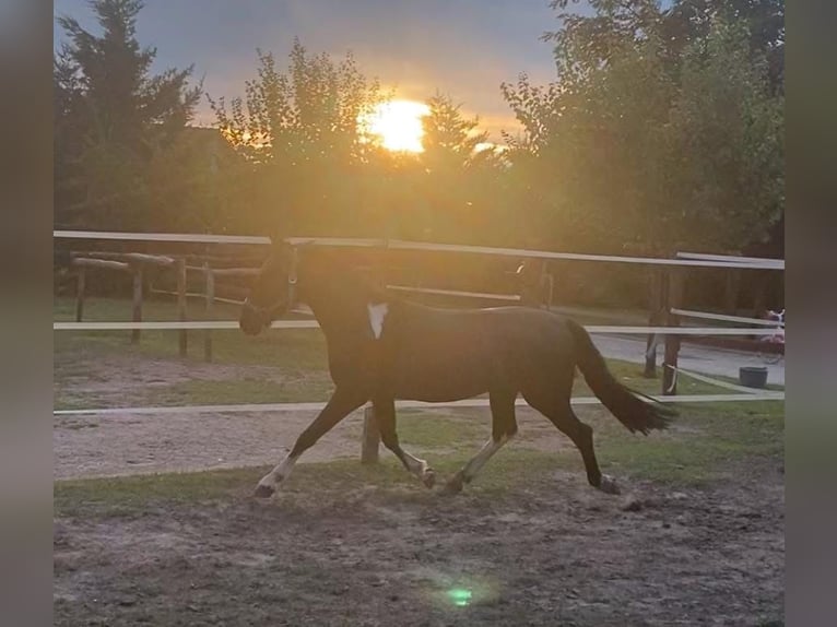 Ungarisches Sportpferd Wallach 4 Jahre 130 cm Rappe in Tass