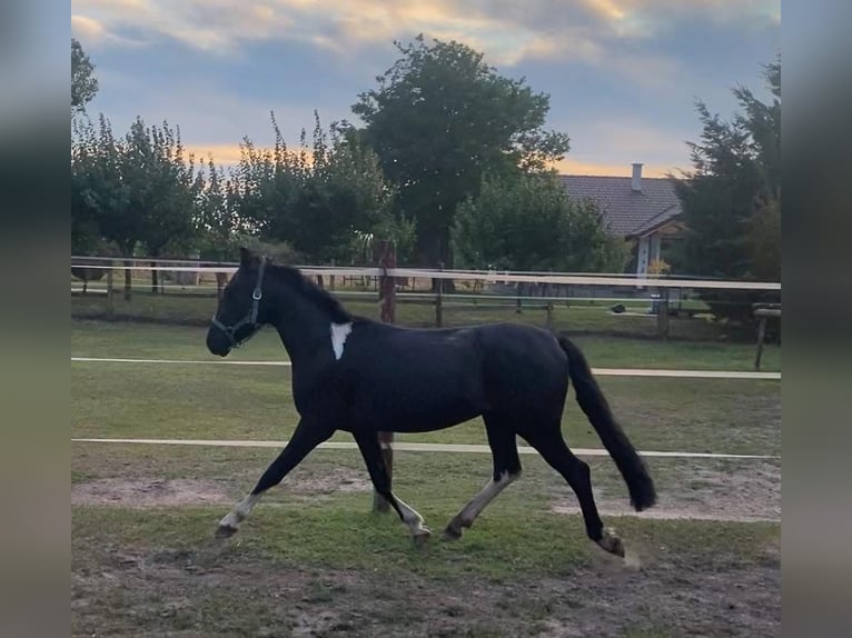 Ungarisches Sportpferd Wallach 4 Jahre 130 cm Rappe in Tass