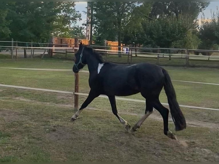 Ungarisches Sportpferd Wallach 4 Jahre 130 cm Rappe in Tass