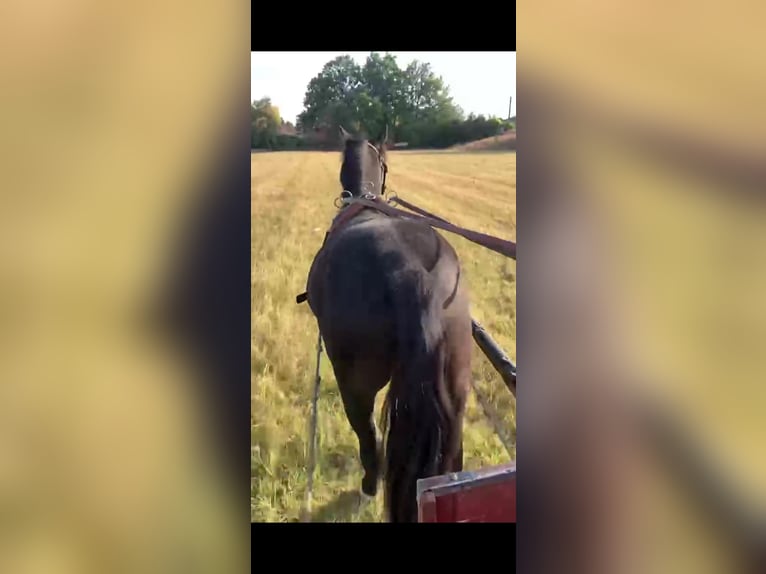 Ungarisches Sportpferd Wallach 4 Jahre 130 cm Rappe in Tass