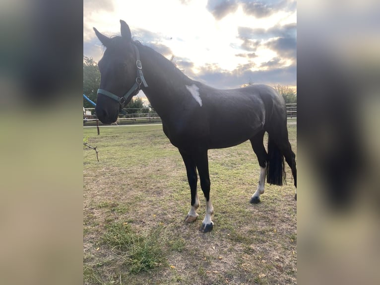 Ungarisches Sportpferd Wallach 4 Jahre 130 cm Rappe in Tass