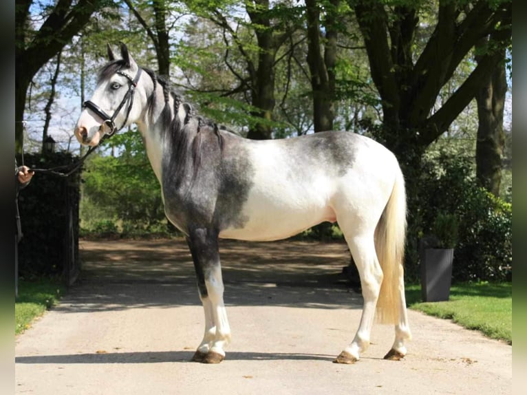 Ungarisches Sportpferd Mix Wallach 4 Jahre 135 cm Schecke in Lunteren