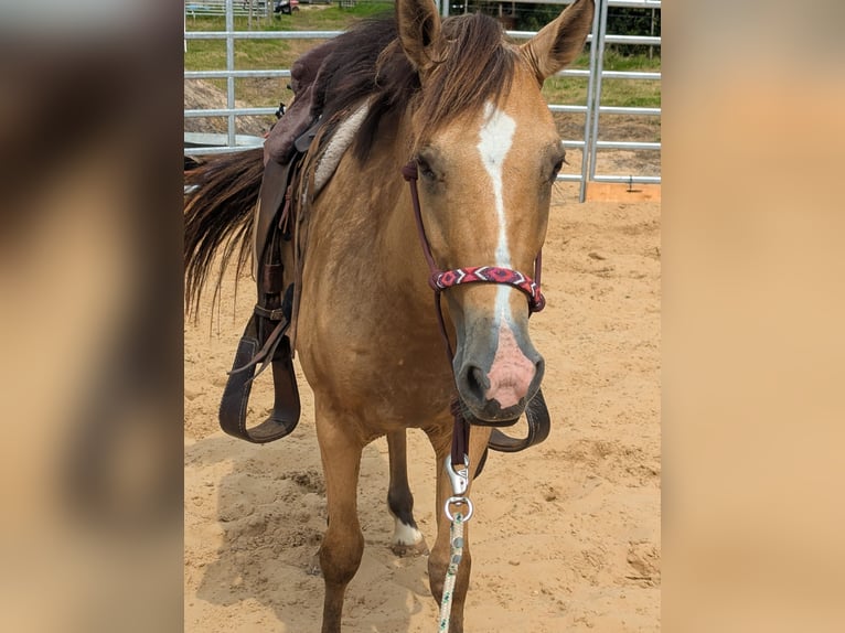 Ungarisches Sportpferd Mix Wallach 4 Jahre 143 cm Falbe in Uplengen