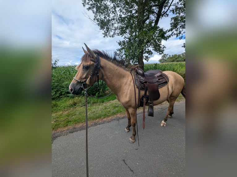 Ungarisches Sportpferd Mix Wallach 4 Jahre 143 cm Falbe in Uplengen