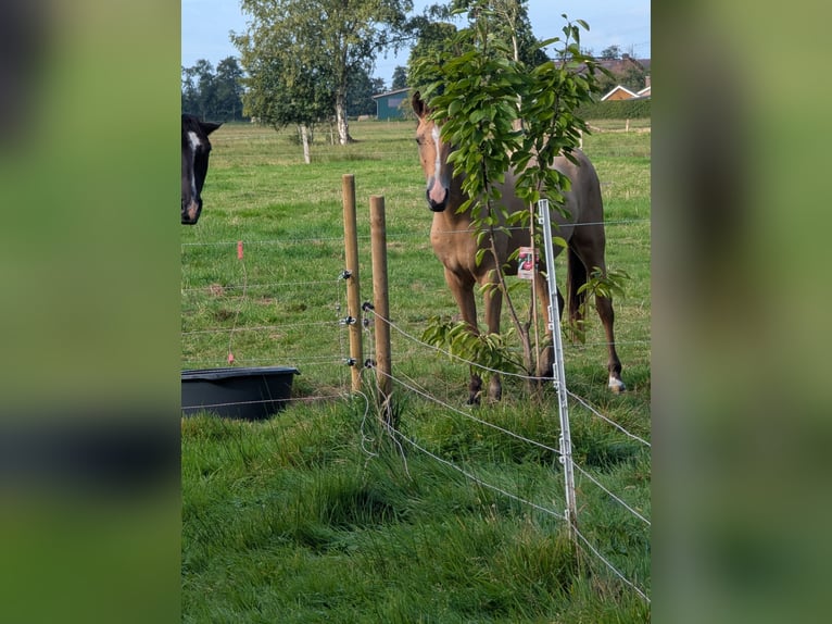 Ungarisches Sportpferd Mix Wallach 4 Jahre 143 cm Falbe in Uplengen