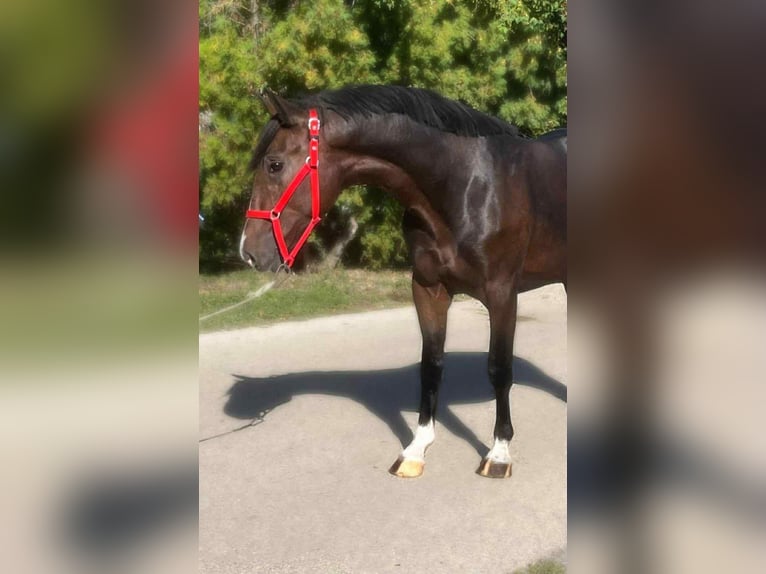 Ungarisches Sportpferd Wallach 4 Jahre 145 cm Dunkelbrauner in Breitenfurth