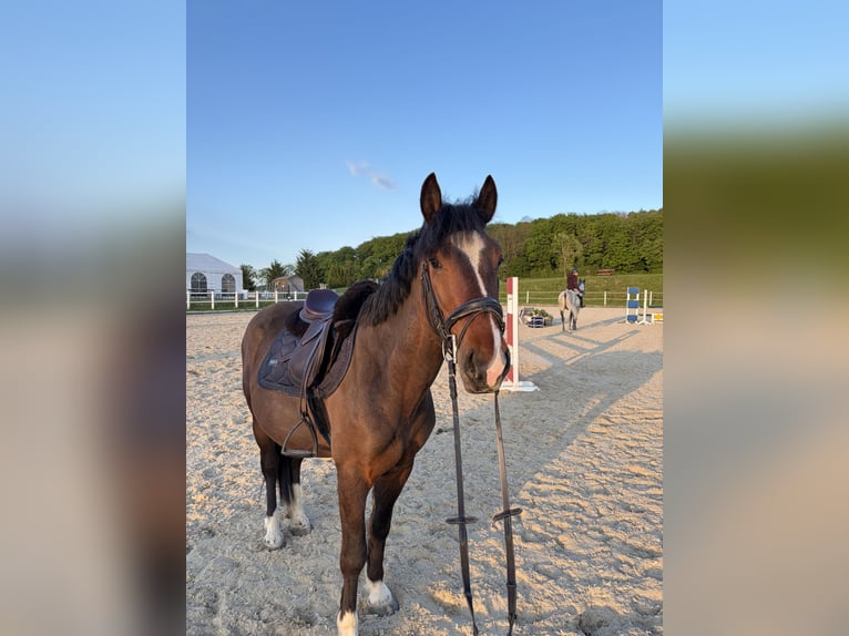 Ungarisches Sportpferd Wallach 4 Jahre 145 cm Dunkelbrauner in Ried am Riederberg