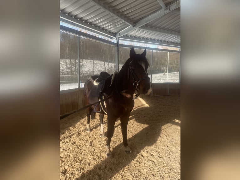 Ungarisches Sportpferd Wallach 4 Jahre 145 cm Dunkelbrauner in Ried am Riederberg