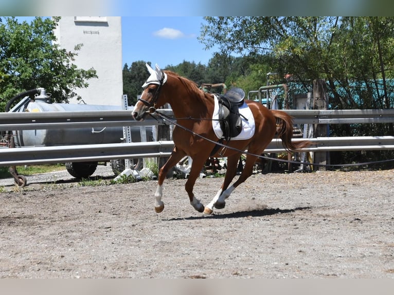 Ungarisches Sportpferd Wallach 4 Jahre 152 cm Fuchs in Arnstorf