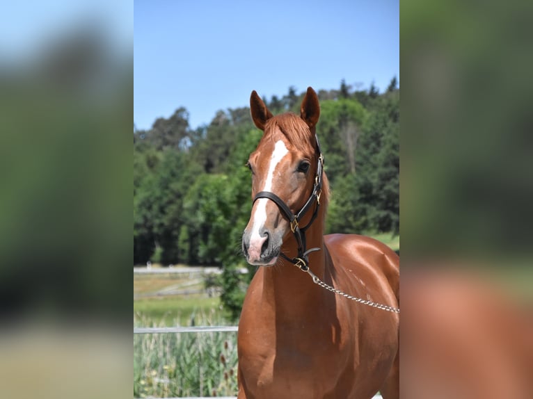 Ungarisches Sportpferd Wallach 4 Jahre 152 cm Fuchs in Arnstorf