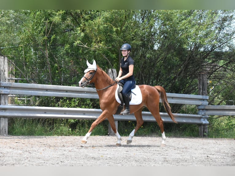 Ungarisches Sportpferd Wallach 4 Jahre 152 cm Fuchs in Arnstorf