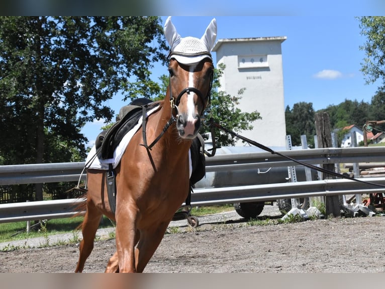 Ungarisches Sportpferd Wallach 4 Jahre 152 cm Fuchs in Arnstorf