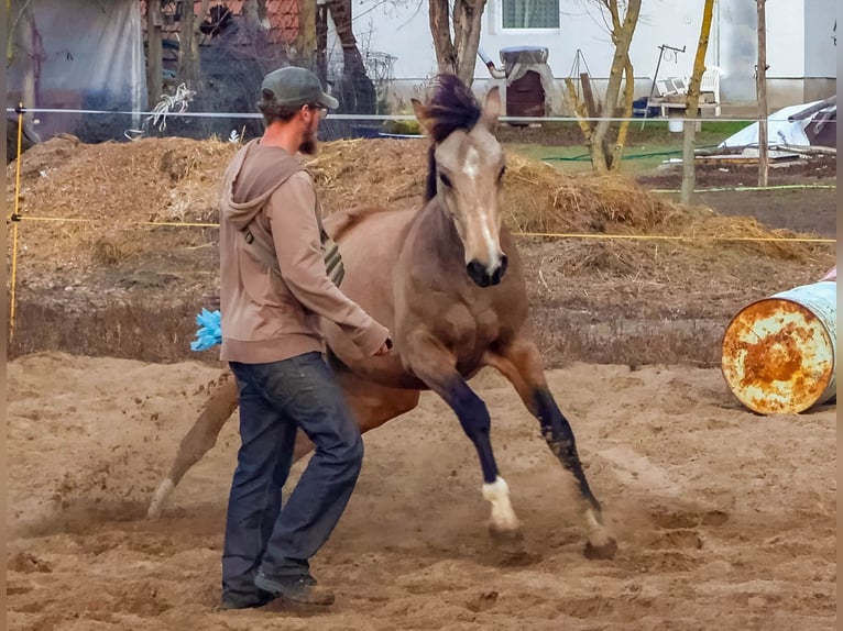 Ungarisches Sportpferd Wallach 4 Jahre 158 cm Buckskin in Ladánybene