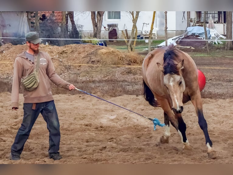 Ungarisches Sportpferd Wallach 4 Jahre 158 cm Buckskin in Ladánybene