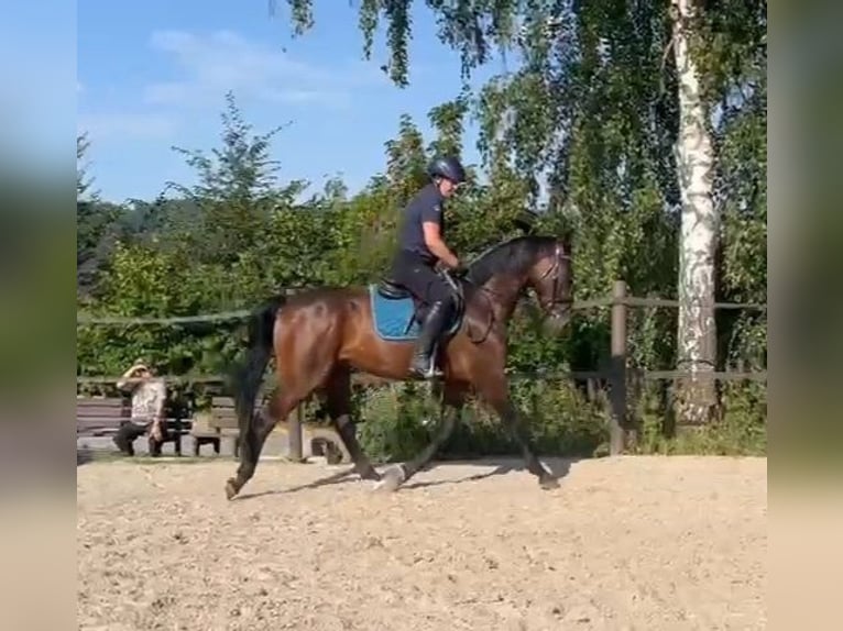 Ungarisches Sportpferd Wallach 4 Jahre 160 cm Brauner in Wald