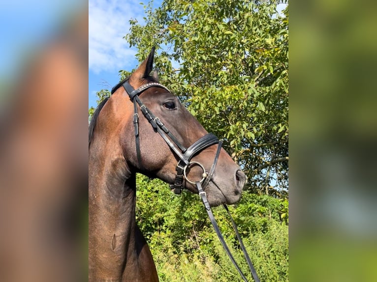 Ungarisches Sportpferd Wallach 4 Jahre 160 cm Brauner in Wald