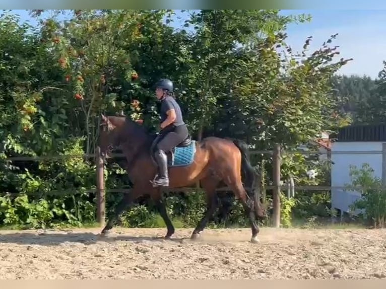 Ungarisches Sportpferd Wallach 4 Jahre 160 cm Brauner in Wald