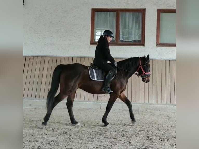 Ungarisches Sportpferd Wallach 4 Jahre 160 cm Brauner in Wald