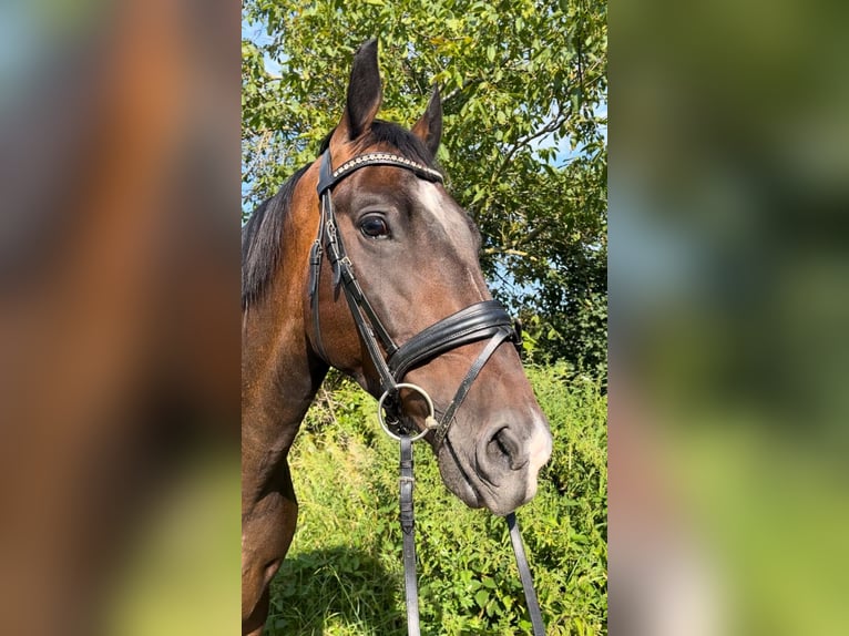 Ungarisches Sportpferd Wallach 4 Jahre 160 cm Brauner in Wald