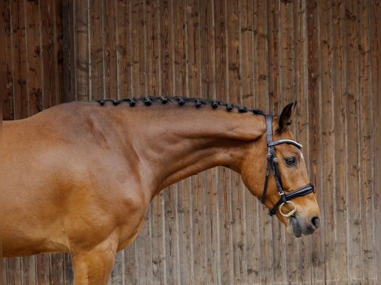 Ungarisches Sportpferd Wallach 4 Jahre 160 cm Brauner in Pittenhart
