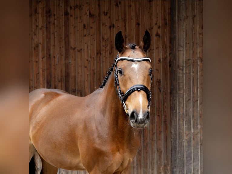 Ungarisches Sportpferd Wallach 4 Jahre 160 cm Brauner in Pittenhart