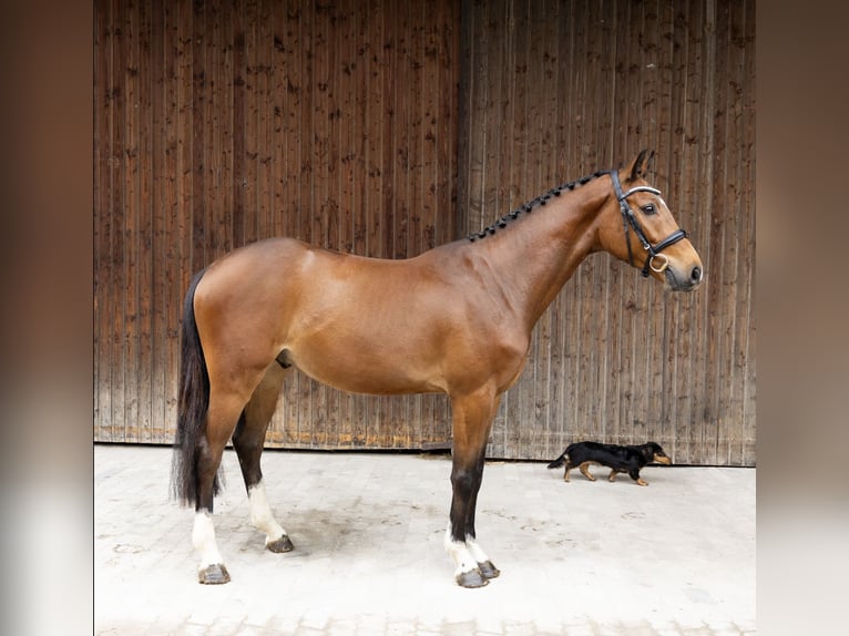 Ungarisches Sportpferd Wallach 4 Jahre 160 cm Brauner in Pittenhart