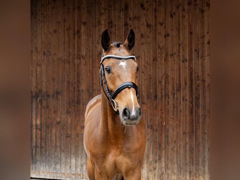 Ungarisches Sportpferd Wallach 4 Jahre 160 cm Brauner in Pittenhart