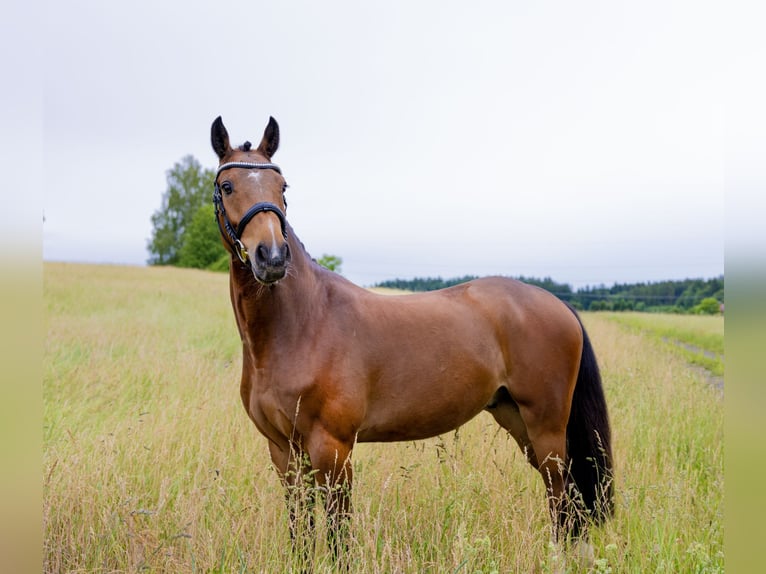 Ungarisches Sportpferd Wallach 4 Jahre 160 cm Brauner in Pittenhart