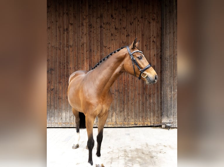 Ungarisches Sportpferd Wallach 4 Jahre 160 cm Brauner in Pittenhart