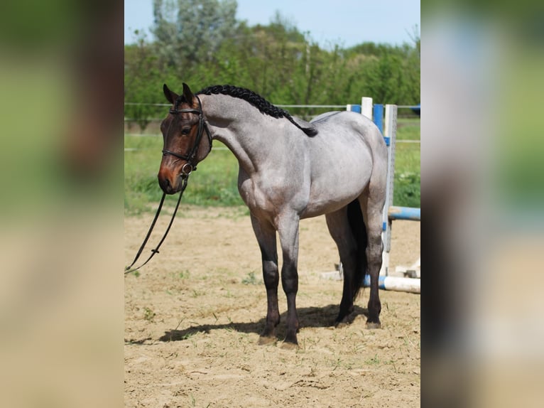 Ungarisches Sportpferd Wallach 4 Jahre 160 cm Schimmel in Békésszentandrás