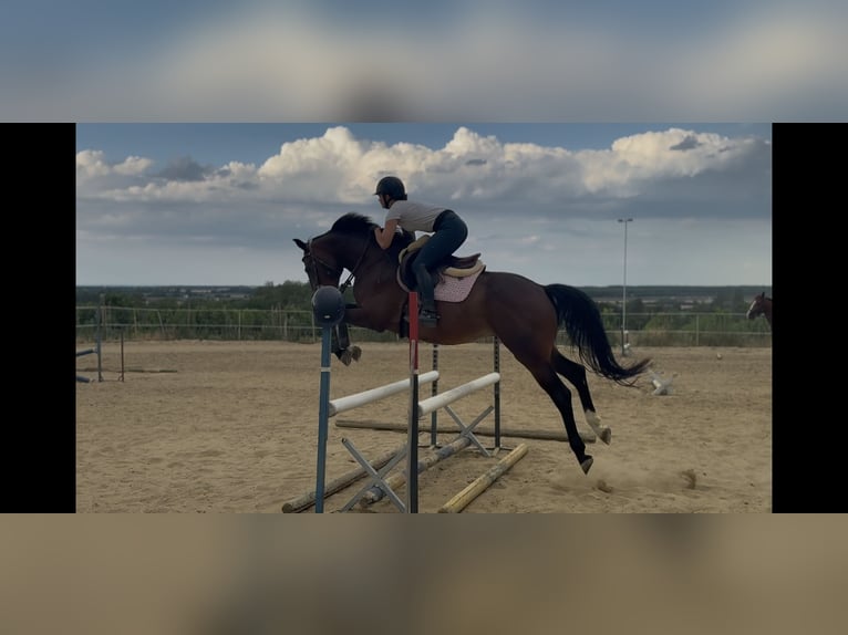 Ungarisches Sportpferd Wallach 4 Jahre 161 cm Dunkelbrauner in Sopron