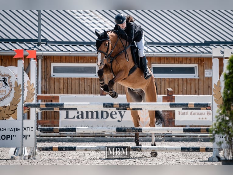 Ungarisches Sportpferd Wallach 4 Jahre 163 cm Rotbrauner in Lunga