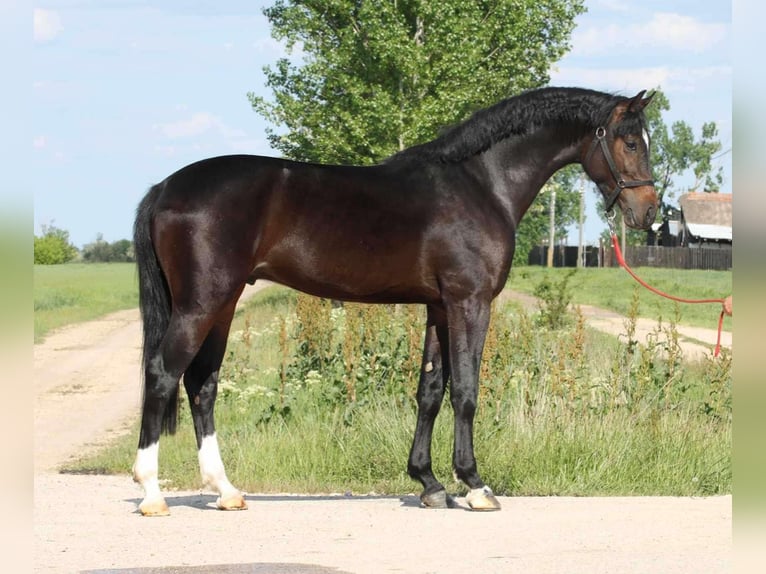 Ungarisches Sportpferd Wallach 4 Jahre 163 cm Schwarzbrauner in Heroldstatt