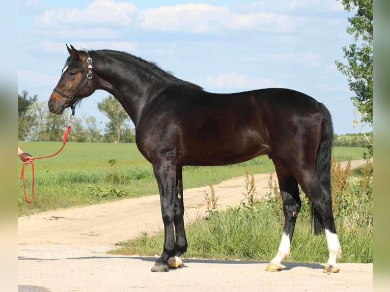 Ungarisches Sportpferd Wallach 4 Jahre 163 cm Schwarzbrauner in Heroldstatt
