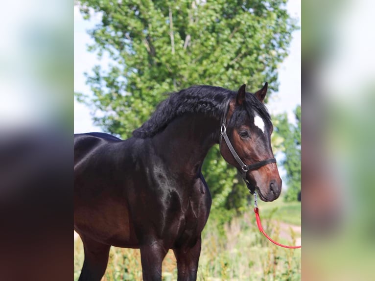 Ungarisches Sportpferd Wallach 4 Jahre 163 cm Schwarzbrauner in Heroldstatt