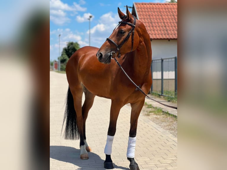 Ungarisches Sportpferd Wallach 4 Jahre 165 cm Rotbrauner in Füle