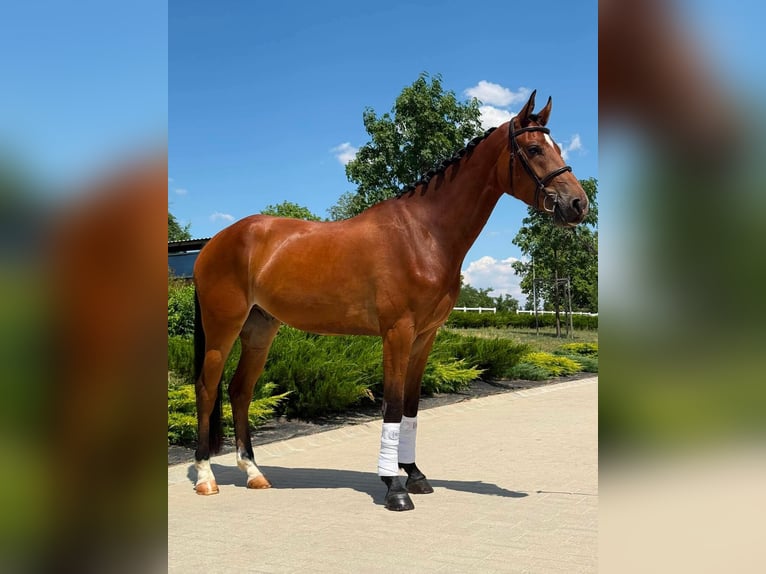 Ungarisches Sportpferd Wallach 4 Jahre 165 cm Rotbrauner in Füle