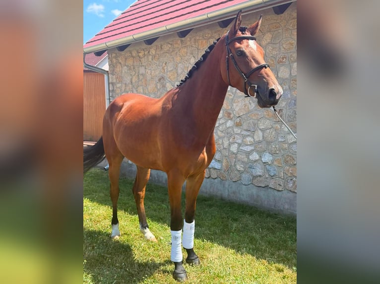 Ungarisches Sportpferd Wallach 4 Jahre 165 cm Rotbrauner in Füle
