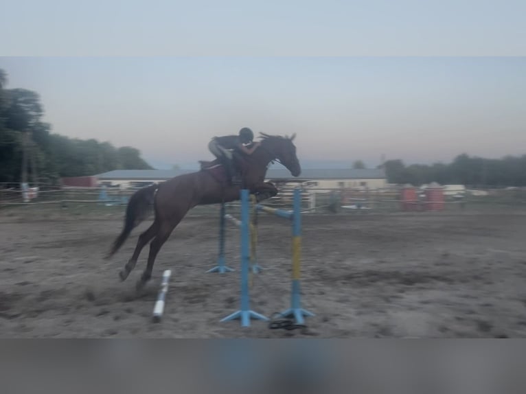 Ungarisches Sportpferd Wallach 4 Jahre 167 cm Brauner in Budapest