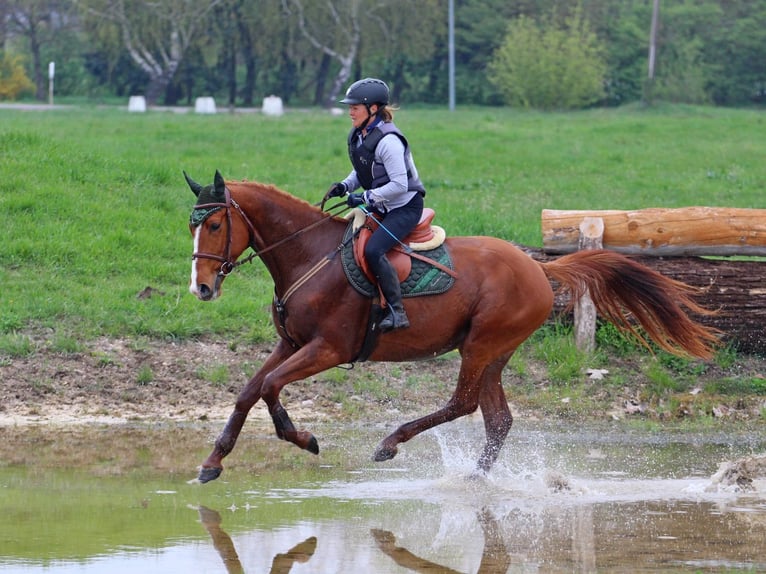 Ungarisches Sportpferd Wallach 4 Jahre 167 cm Dunkelfuchs in Pér