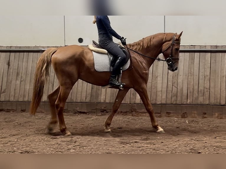 Ungarisches Sportpferd Wallach 4 Jahre 167 cm Fuchs in Borstel