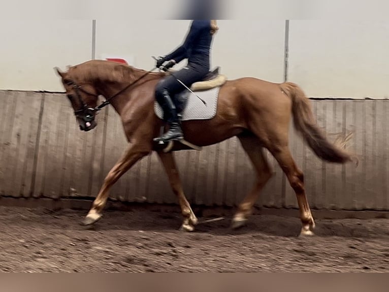 Ungarisches Sportpferd Wallach 4 Jahre 167 cm Fuchs in Borstel