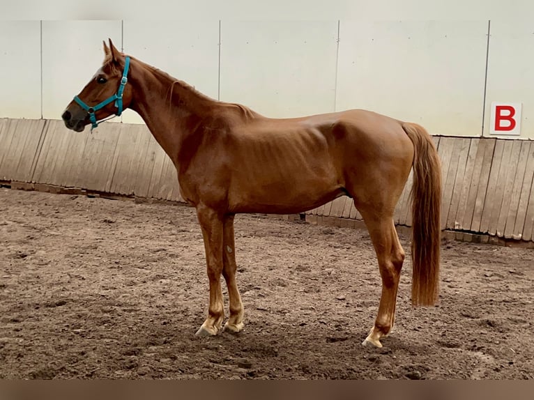 Ungarisches Sportpferd Wallach 4 Jahre 167 cm Fuchs in Borstel