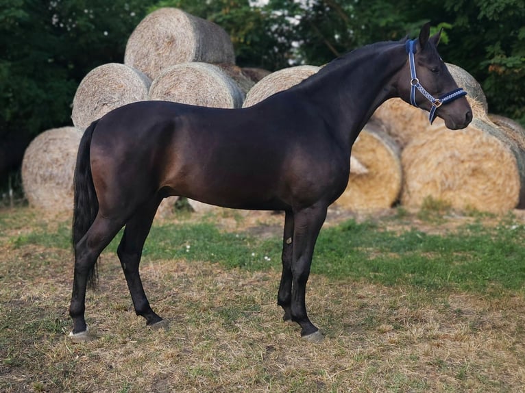 Ungarisches Sportpferd Wallach 4 Jahre 168 cm Dunkelbrauner in Békés