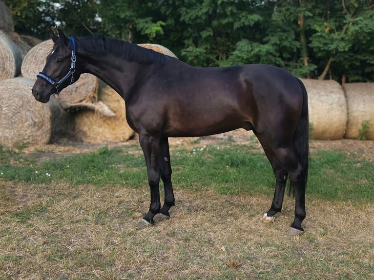 Ungarisches Sportpferd Wallach 4 Jahre 168 cm Dunkelbrauner in Békés